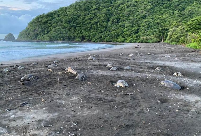 Inicia temporada de arribada de tortugas en playa La Marinera 