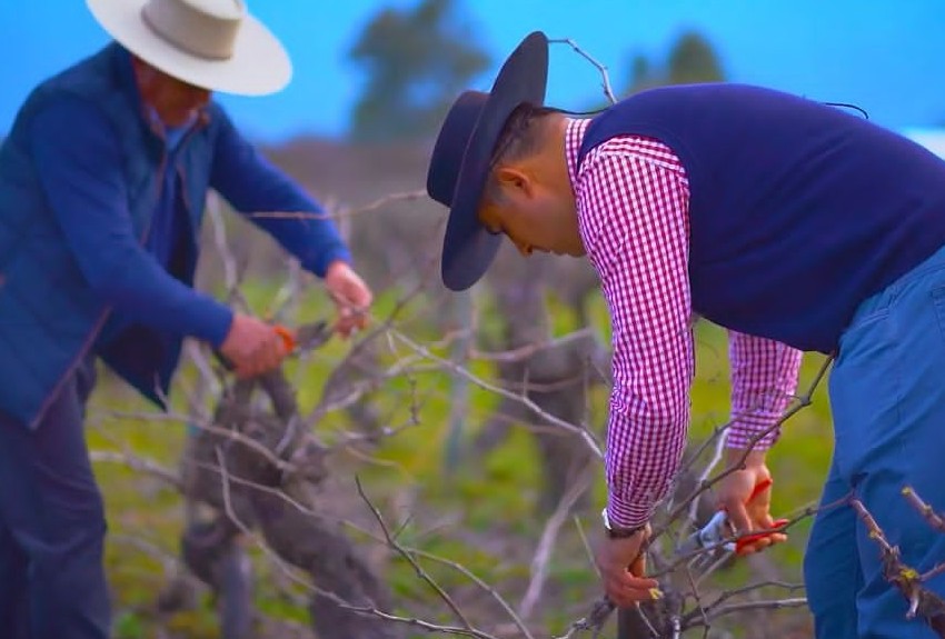 Viñas y productores de frutas del más alto nivel llegan a Panamá desde Chile 