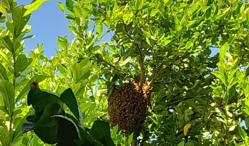 'Fulo' pierde la vida producto de la picadura de abejas en Los Algarrobos  