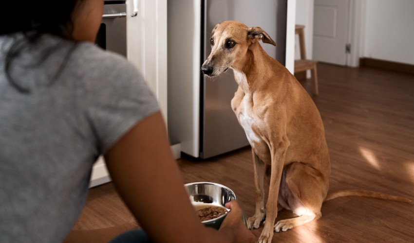 Aumento de precios llega hasta los alimentos para perros