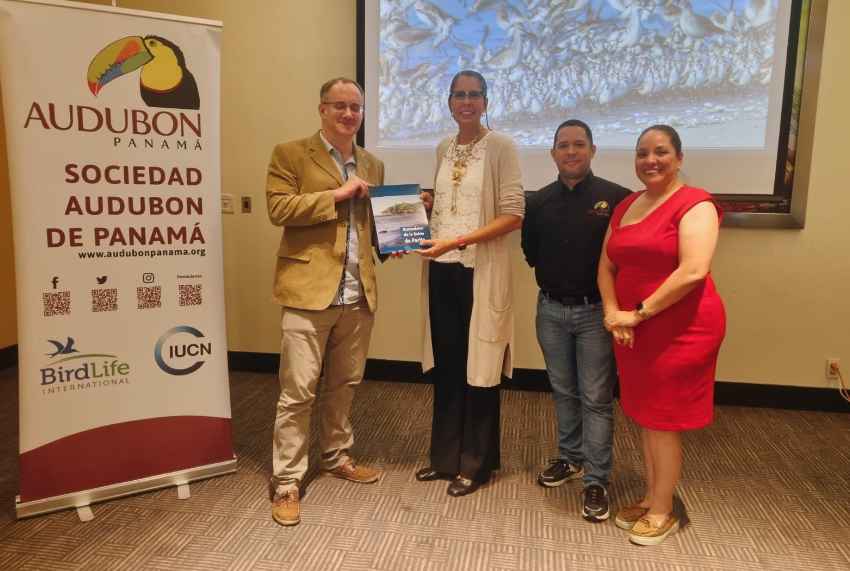 Aves playeras tendrán un plan nacional para su conservación; Audubón Panamá partió por delante 