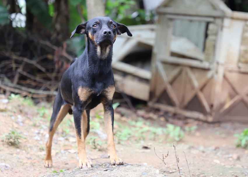 Bienestar Animal propone endurecer la Ley 70 para sancionar a los maltratadores 