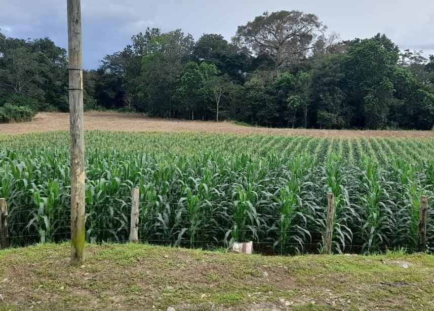 Cambio climático afecta la producción agropecuaria de Colón 
