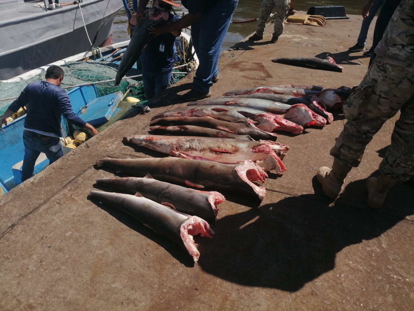 ¡Pesca ilegal en Coiba! Incautan 226 unidades de tiburones, pescados, tortugas y más 