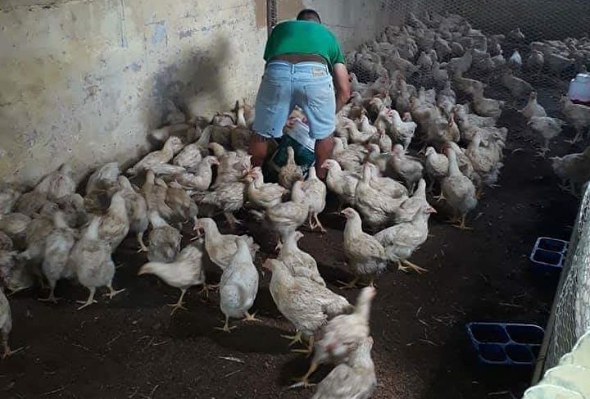 Lograron multiplicar aves ponedoras y de engordes en La Joyita; privados de libertad tuvieron una participación activa 