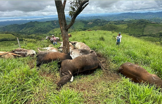 Rayo fulmina 11 reses en las tierras altas de Las Minas 