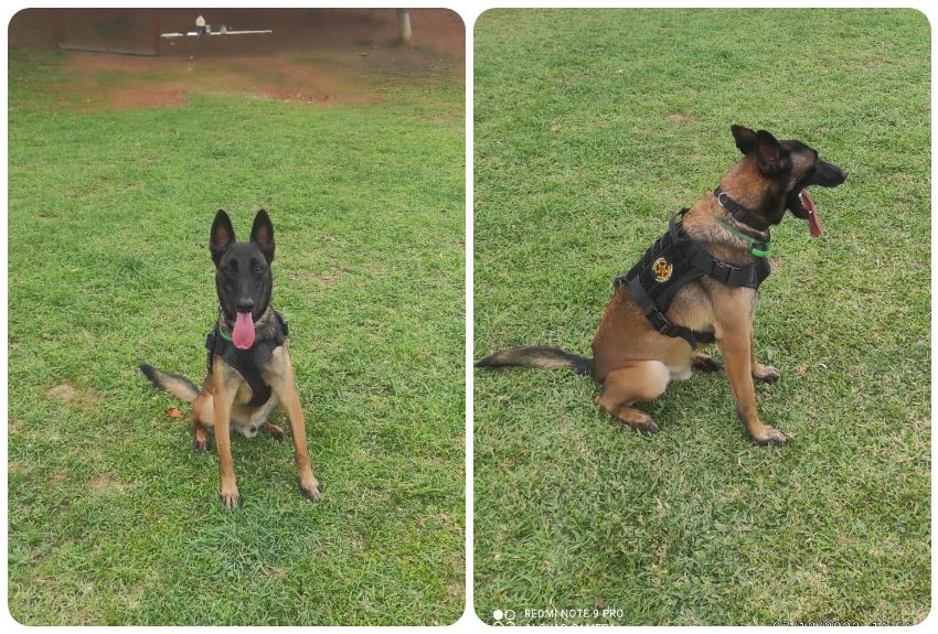 Perro de la Policía encuentra sustancias biológicas en una investigación en Veraguas 