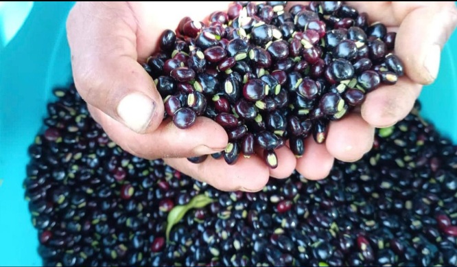 Productores de Veraguas logran importante venta de guandú 