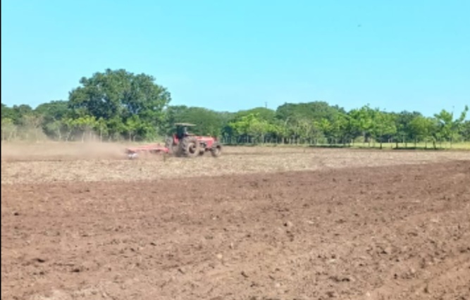 Importación de arroz depende del inventario de diciembre y enero 