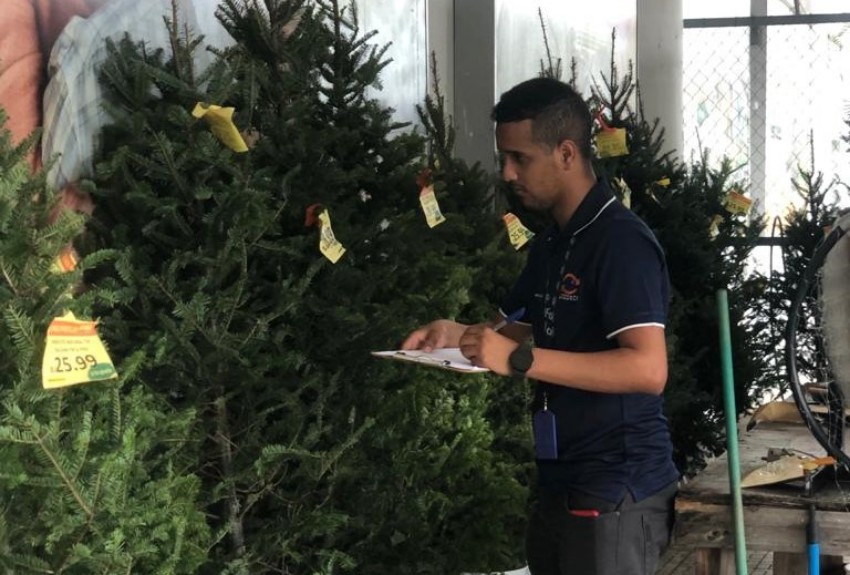 Monitorean precios de arbolitos de Navidad en la capital; los hay desde B/.25.99 