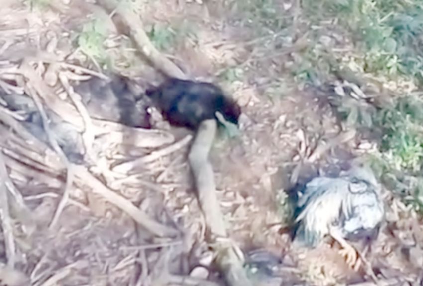 Están asustados por la muerte misteriosa de gallinas y patos en La Montaña Abajo de La Mesa 