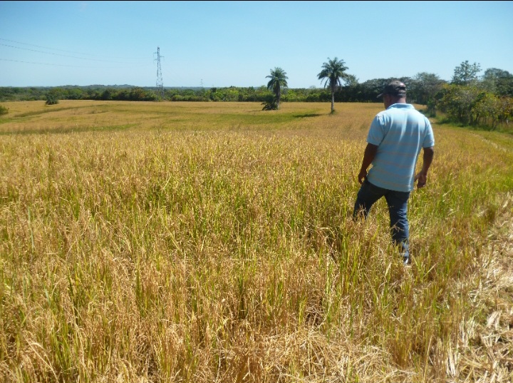 Suspenden audiencia en Veraguas por pagos irregulares a productores de arroz 