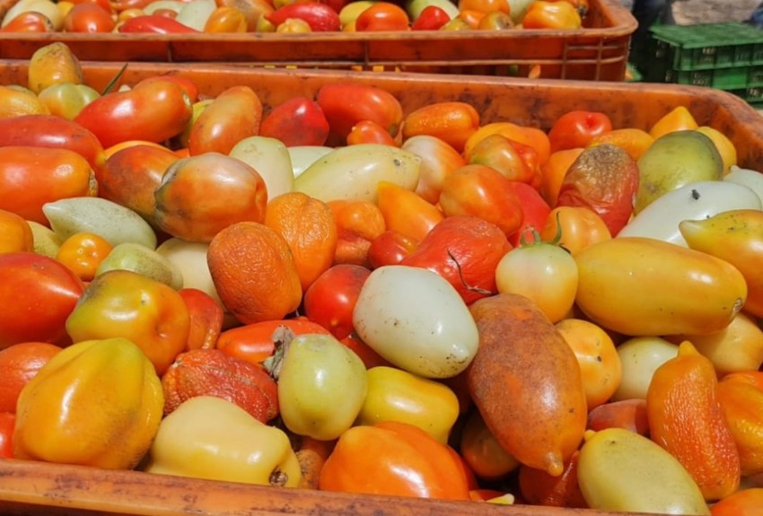 Cae la producción de tomate industrial en Los Santos 