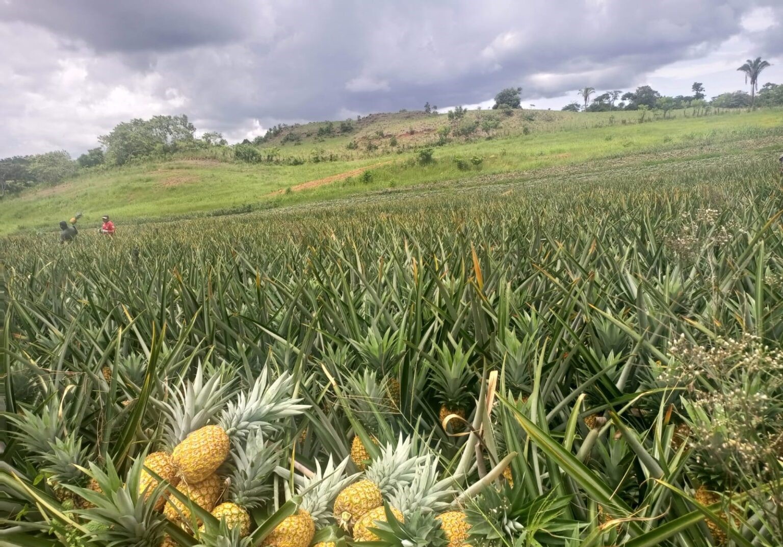 El "tour de la piña", un deseo que busca su espacio 