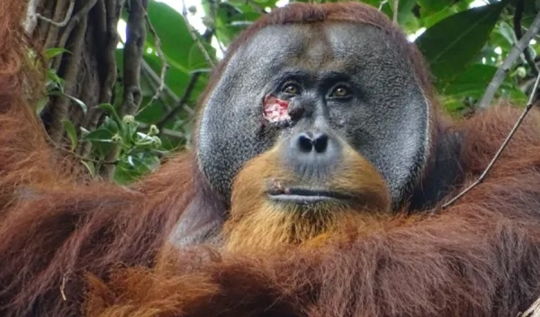 Orangután, primer animal que sana una de sus heridas con planta medicinal 