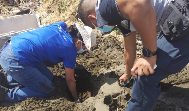 Tortuga Lora desova en solitario en Playa El Retén de Chitré 
