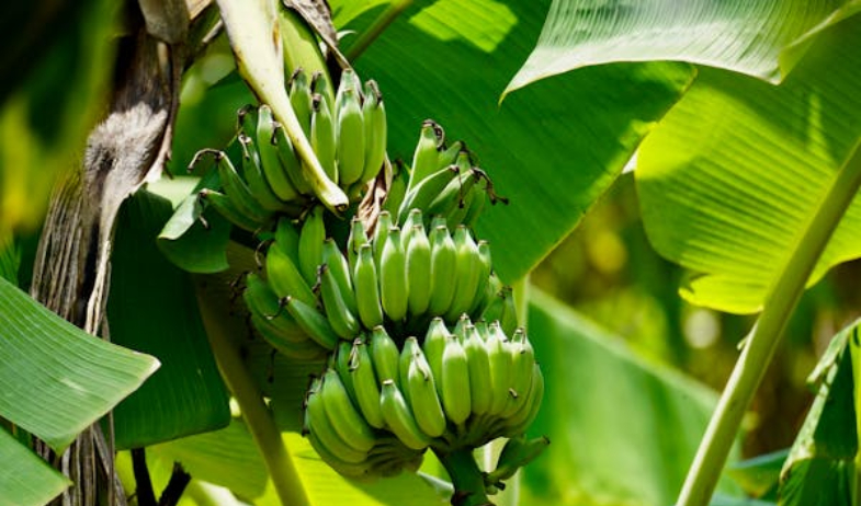 Tras 24 días sin actividad, Chiquita Panamá finaliza contratos con todos sus trabajadores diarios 