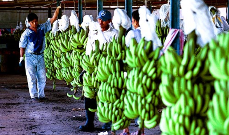 Chiquita suspende sus operaciones en la provincia de Bocas del Toro hasta nuevo aviso 