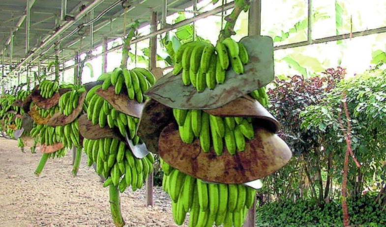 Propuesta del Ejecutivo al sector bananero de Bocas del Toro  