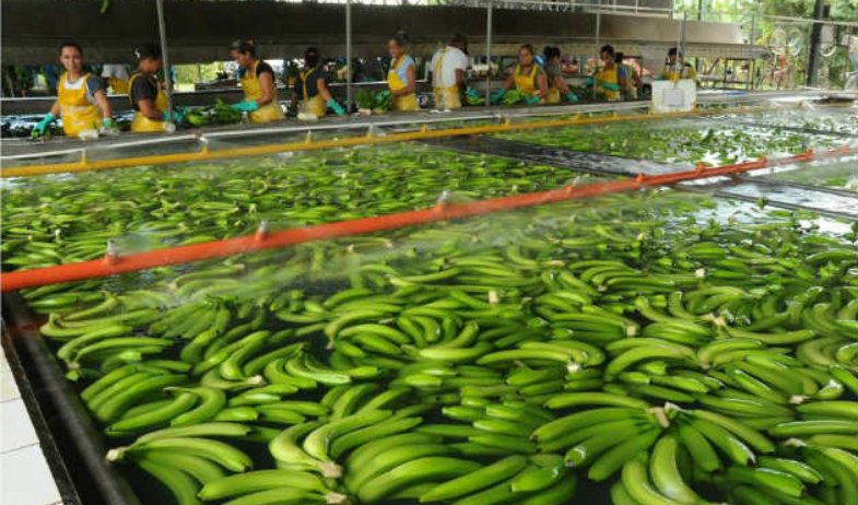 Chiquita Panamá anuncia cierre definitivo de producción en una finca y  áreas adicionales 
