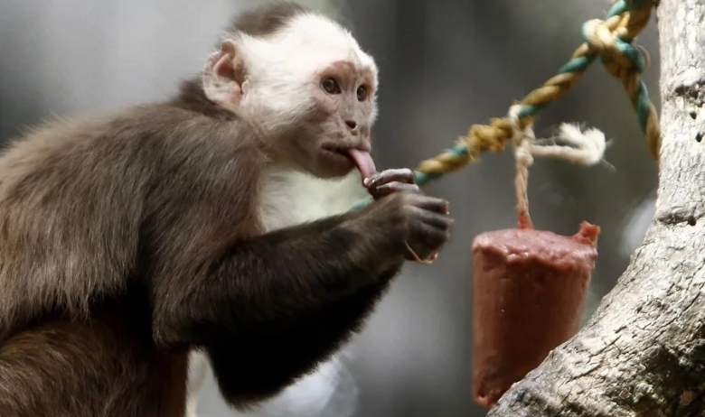 Detienen en un aeropuerto colombiano a extranjeros con seis primates ocultos en sus partes íntimas 