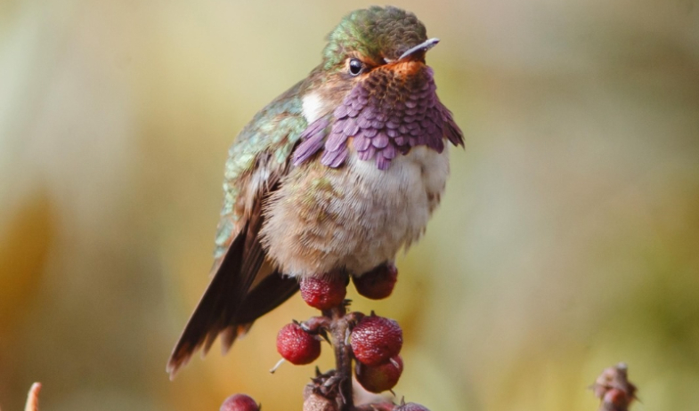 Fundación Natura y Audubon Panamá lanzan la II Convocatoria de Conserva Aves Panamá - Fondo Equidad 