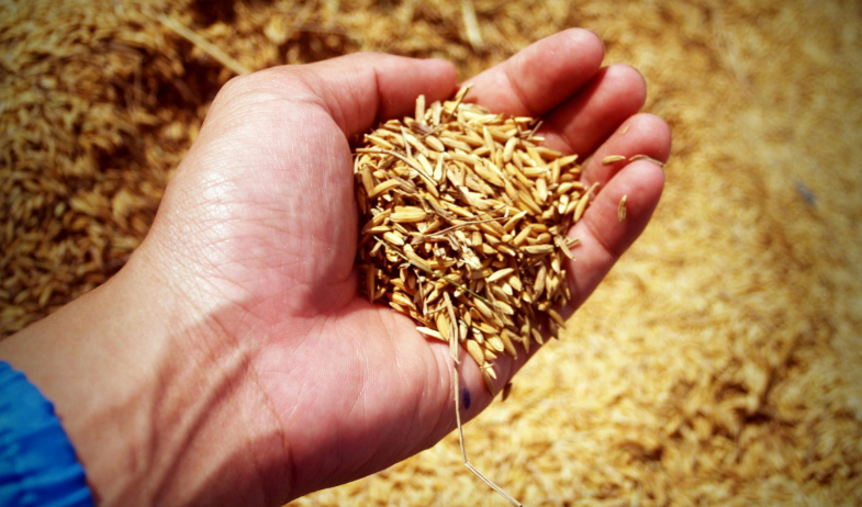 Molineros piden al Gobierno investigar calidad del arroz distribuido por el IMA 