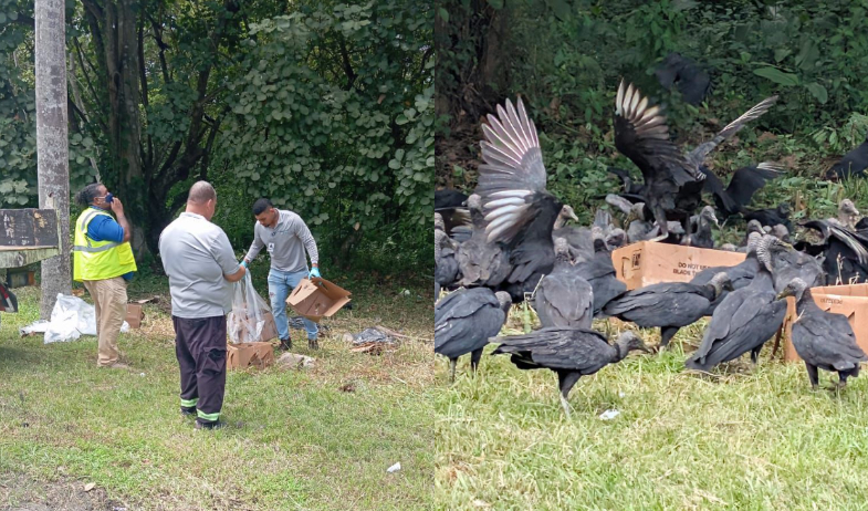 Basura y animales muertos vuelven a activar alertas cerca del Aeropuerto Internacional de Tocumen 