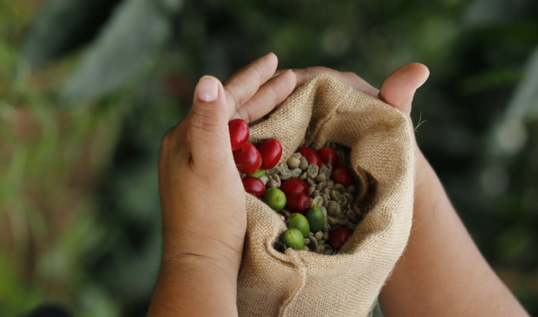 Aprueban importación de café oro por desabastecimiento  