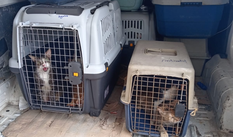 Recatan a 216 gatos y 26 peros en cautiverio en varios puntos del país  