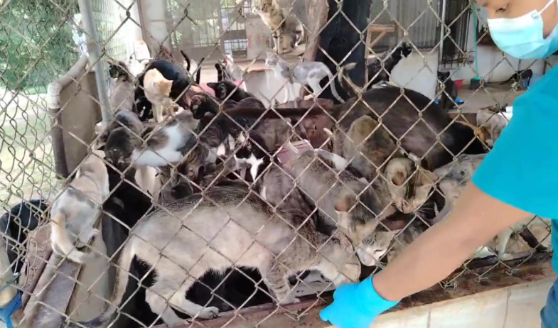 Clausuran albergue clandestino de perros y gatos en Arraiján  