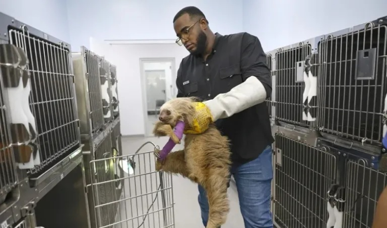 Una clínica da una nueva vida a animales salvajes víctimas del tráfico ilegal en Panamá 