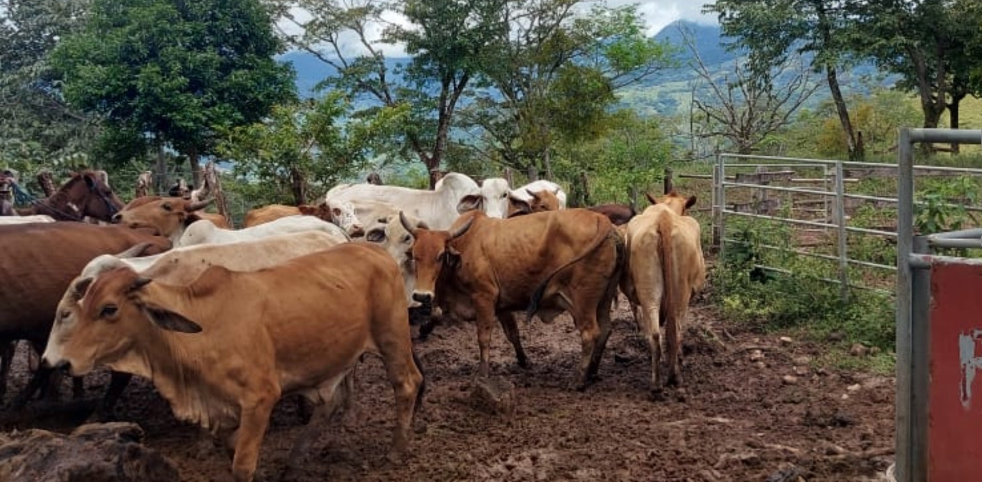 Hurto masivo de ganado alarma a productores en Herrera 