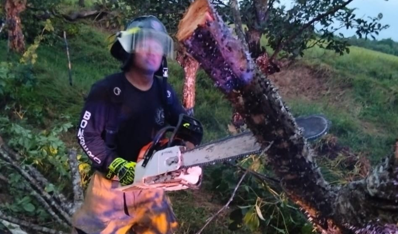 Emergencias por caída de árboles aumentan en la temporada lluviosa 2025 