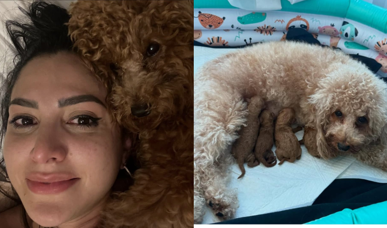 Katleen Levy admite que faltó a su palabra sobre los cachorros de su perrita Dracarys 