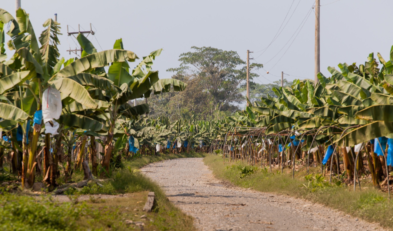 CCIAP celebra regreso de Chiquita a Panamá como impulso para el sector bananero y la economía nacional 