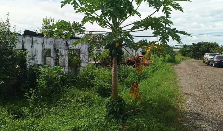 Vecinos de Las Palmeras denuncian casas abandonadas y terrenos llenos de plagas en Santiago 
