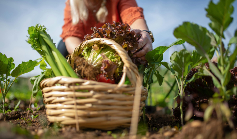 El gran reto del futuro: alimentar a una humanidad que no deja de crecer 