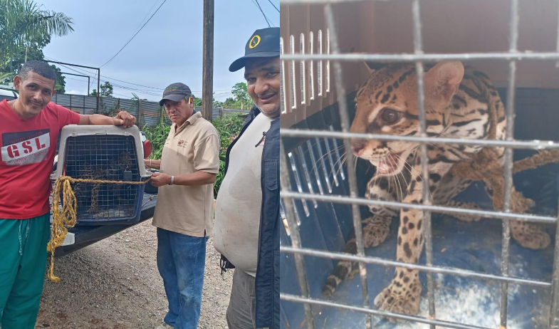 Ocelote es rescatado en Alto de Los Lagos 