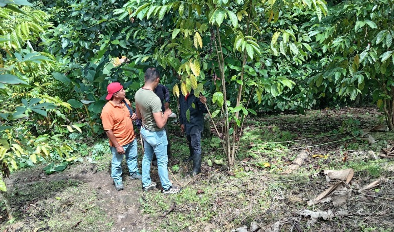 Realizan monitoreo de la plaga “broca del café” en tierras de Colón 