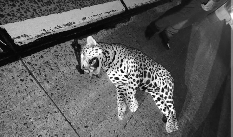 Rescatan a jaguar tras ser atropellado en la autopista Panamá–Colón 