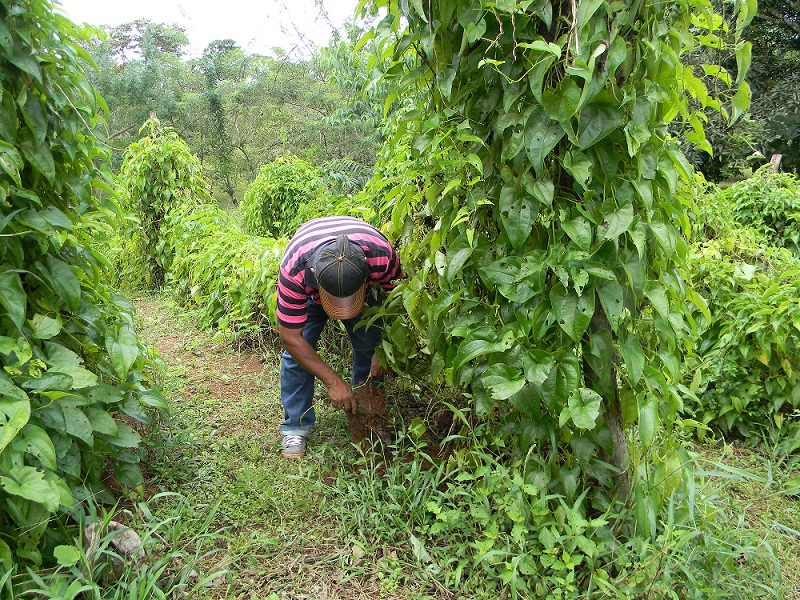 Centro Agroindustrial y Bioeconómico: la apuesta para modernizar el agro en Panamá Oeste 