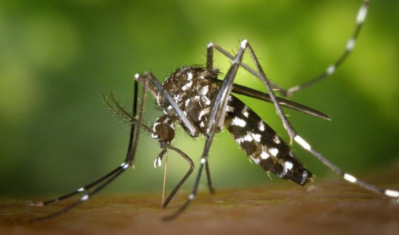 as muertes por dengue llegan a 26 en Panamá este año, casi la mitad que en 2024 