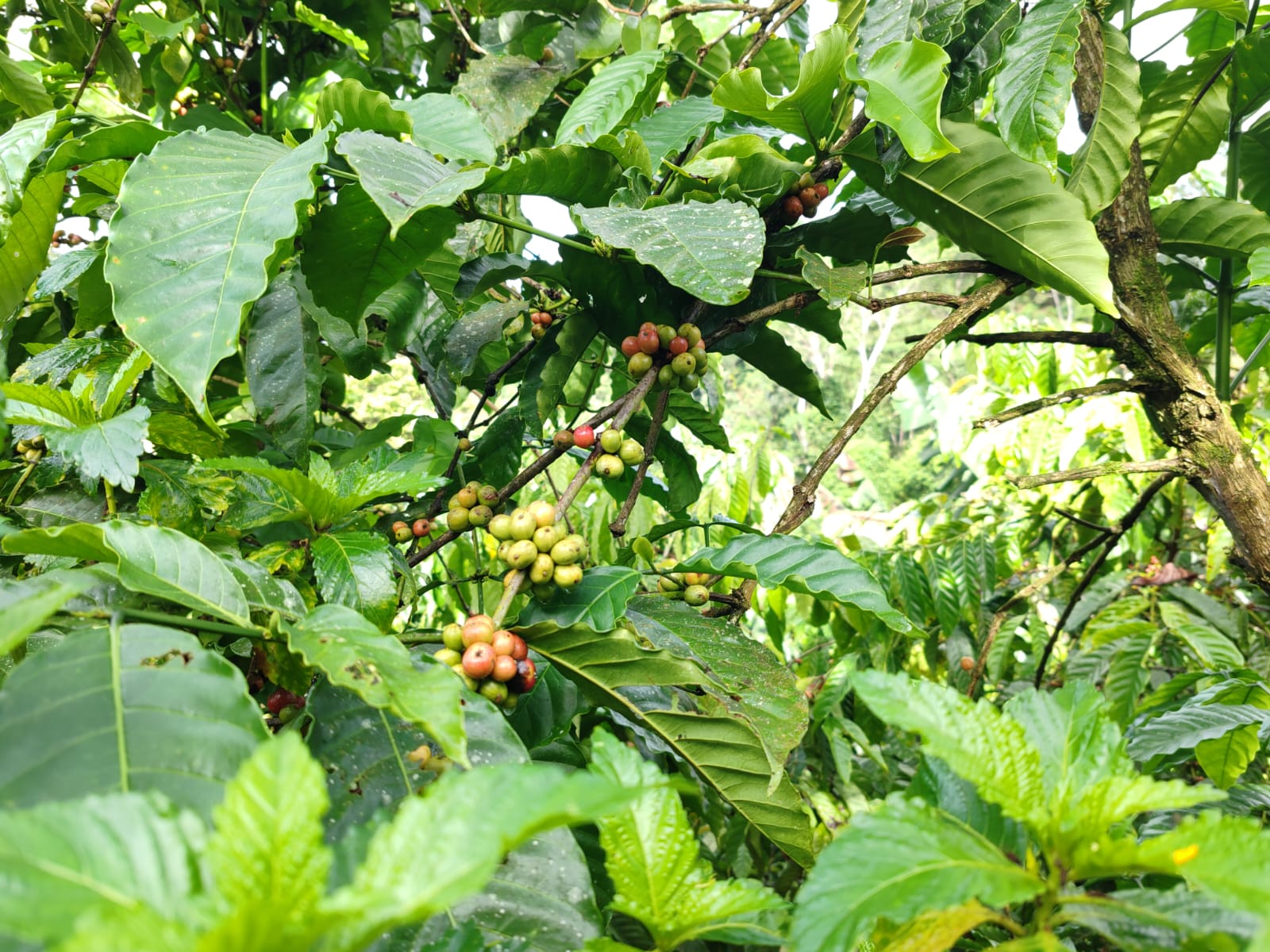 Productores panameños impulsan la caficultura con intercambio regional de clones de café robusta 