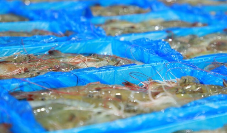 Panamá supera los 905 millones de dólares en bienes exportados, el "más alto" desde 2010 