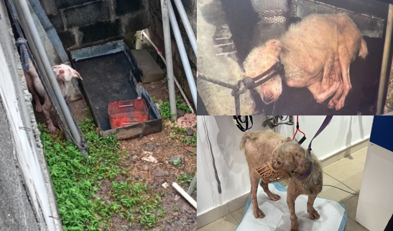 Rescatan a un can en situación de maltrato en San Miguelito   