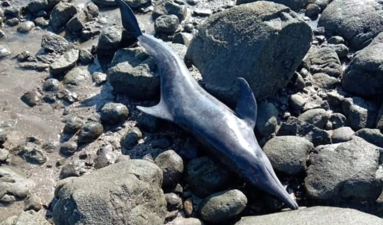 Detectan delfines varados en playa La Candelaria de Los Santos 