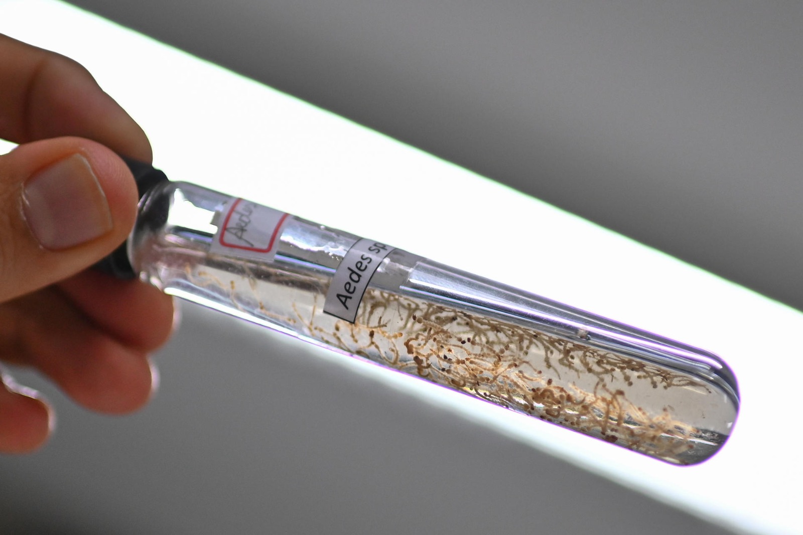 Panamá registró 27 muertes por dengue en el 2025, un 51 % menos que el año pasado 