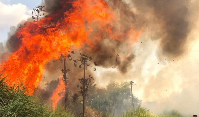 Chepo será escenario de simulacro de incendio forestal con apoyo aéreo y terrestre 