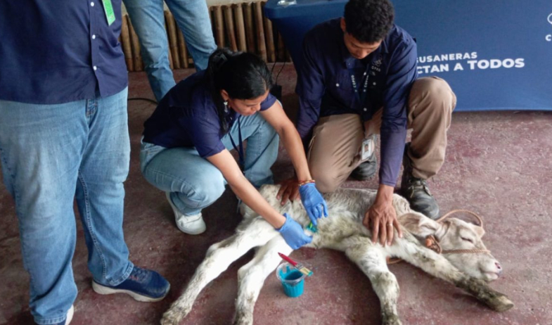 Orientan sobre la vigilancia para detectar el gusano barrenador en Colón  